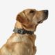 Dog collar outdoor 500 terracotta, l Verde G