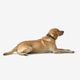 Dog collar outdoor 500 terracotta, l Verde G