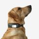 Dog collar outdoor 500 terracotta, l Verde G