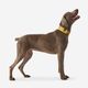 Dog collar outdoor 500 terracotta, l Amarela G