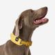Dog collar outdoor 500 terracotta, l Amarela G