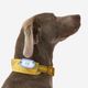 Dog collar outdoor 500 terracotta, l Amarela G