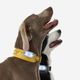 Dog collar outdoor 500 terracotta, l Amarela G