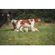 Dog collar outdoor 500 terracotta, l Amarela G