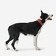 Dog collar outdoor 500 terracotta, l Terracotta G