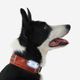 Dog collar outdoor 500 terracotta, l Terracotta G