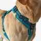 Outdoor terracotta dog harness 500, m Azul G