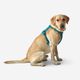 Outdoor terracotta dog harness 500, m Azul G