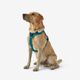 Outdoor terracotta dog harness 500, m Azul G