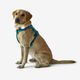Outdoor terracotta dog harness 500, m Azul G