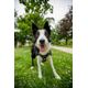 Outdoor terracotta dog harness 500, m Verde G