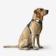 Outdoor terracotta dog harness 500, m Verde G