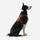 Outdoor terracotta dog harness 500, m Terracotta M