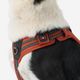 Outdoor terracotta dog harness 500, m Terracotta M