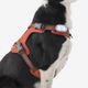 Outdoor terracotta dog harness 500, m Terracotta M