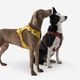 Outdoor terracotta dog harness 500, m Terracotta M
