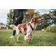 Outdoor terracotta dog harness 500, m Terracotta M