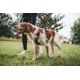 Outdoor terracotta dog harness 500, m Terracotta M