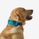 Dog collar outdoor 500 terracotta, l Azul G