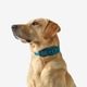 Dog collar outdoor 500 terracotta, l Azul G