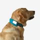 Dog collar outdoor 500 terracotta, l Azul G