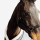 Licol schooling ss25 black, xfs Preto CS